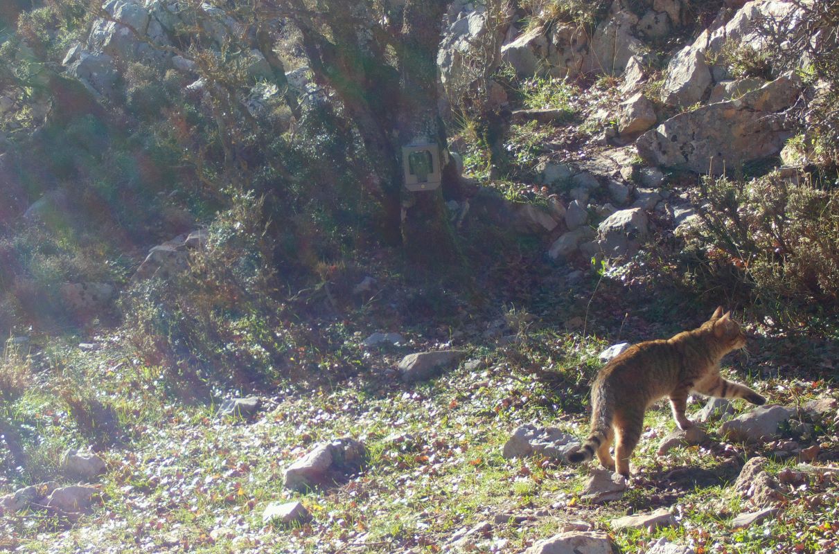 Ο Κρητικός αγριόγατος είναι το μεγαλύτερο σαρκοφάγο ζώο που ζει στα βουνά της Κρήτης