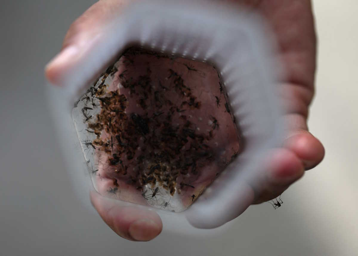 A health worker releases mosquitoes infected with the Wolbachia bacteria, which are expected to block the spread of dengue fever, on a street in Rio de Janeiro, Brazil April 2, 2024. REUTERS