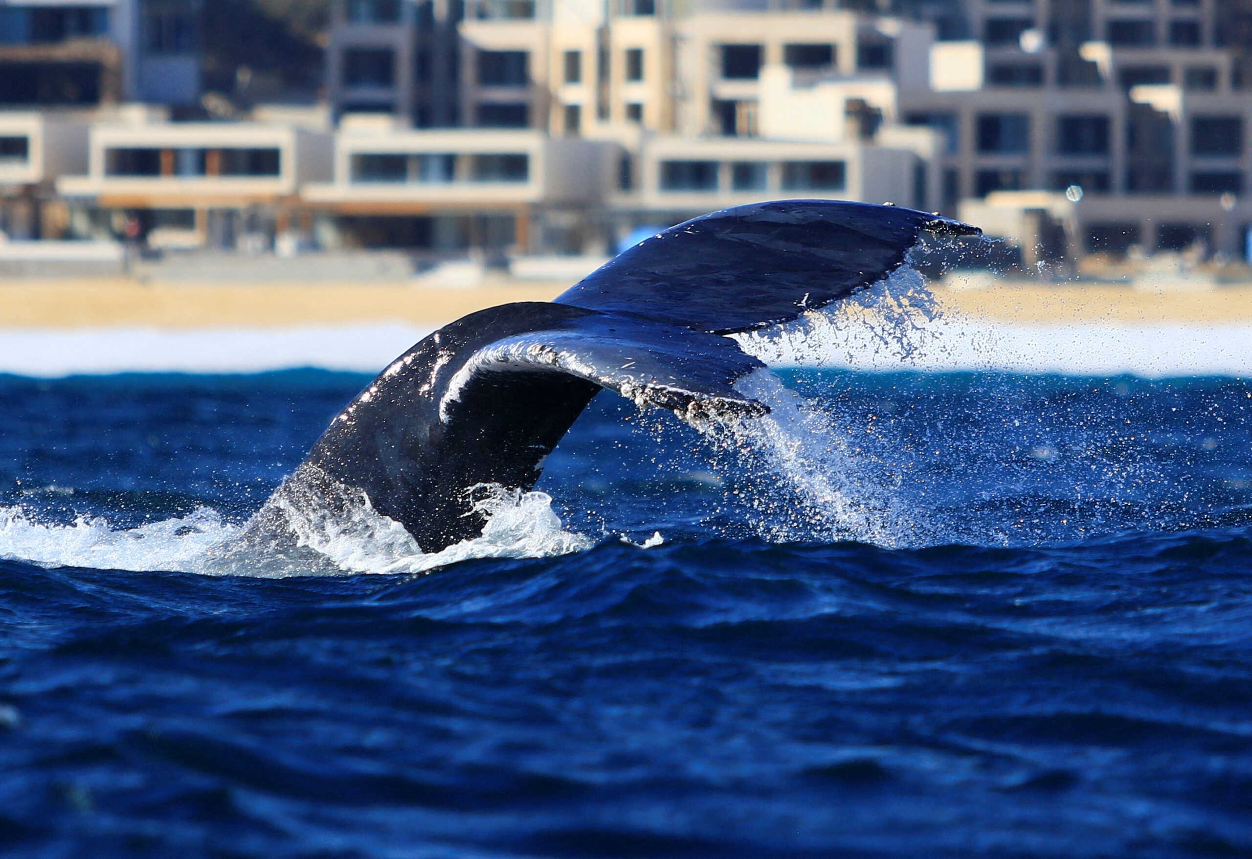 Εύβοια: Φάλαινα εμφανίστηκε σε παραλία – Εντυπωσιακό βίντεο ντοκουμέντο