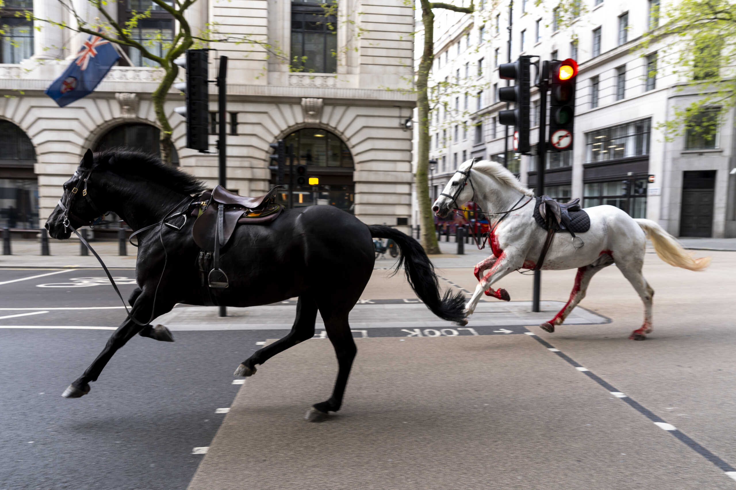 Άλογα τρέχουν ανεξέλεγκτα στο κέντρο του Λονδίνου, το ένα αιμόφυρτο