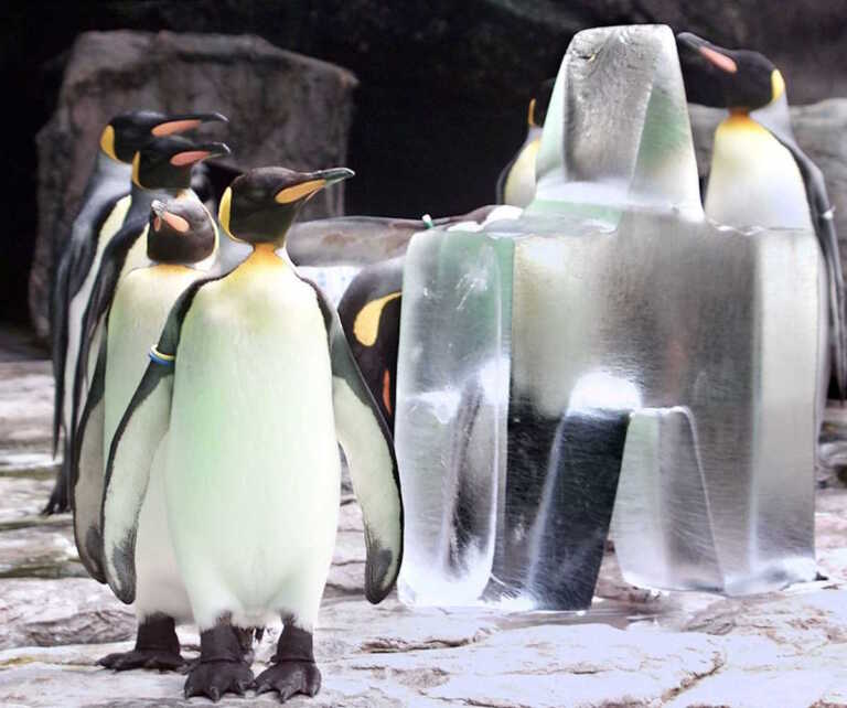 Μικροί πιγκουίνοι βουτούν γενναία από βράχο 15 μέτρων στα παγωμένα νερά της Ανταρκτικής: Εκπληκτικό βίντεο