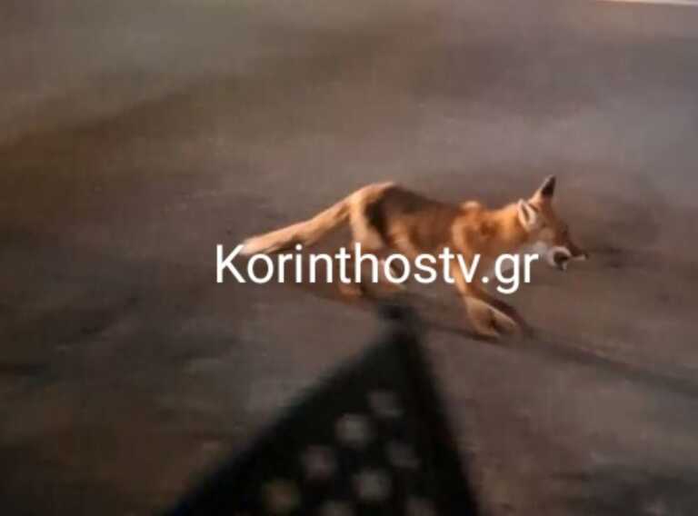 Αλεπού «κόβει» βόλτες στο Λουτράκι και αναζητά τροφή