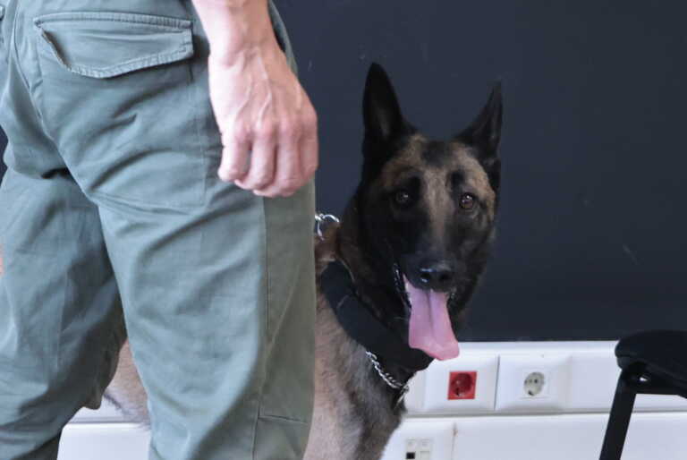 O αλάνθαστος αστυνομικός σκύλος «Βλαντ» εντόπισε 59 κιλά κοκαΐνη σε φορτηγό ψυγείο στην Ηγουμενίτσα