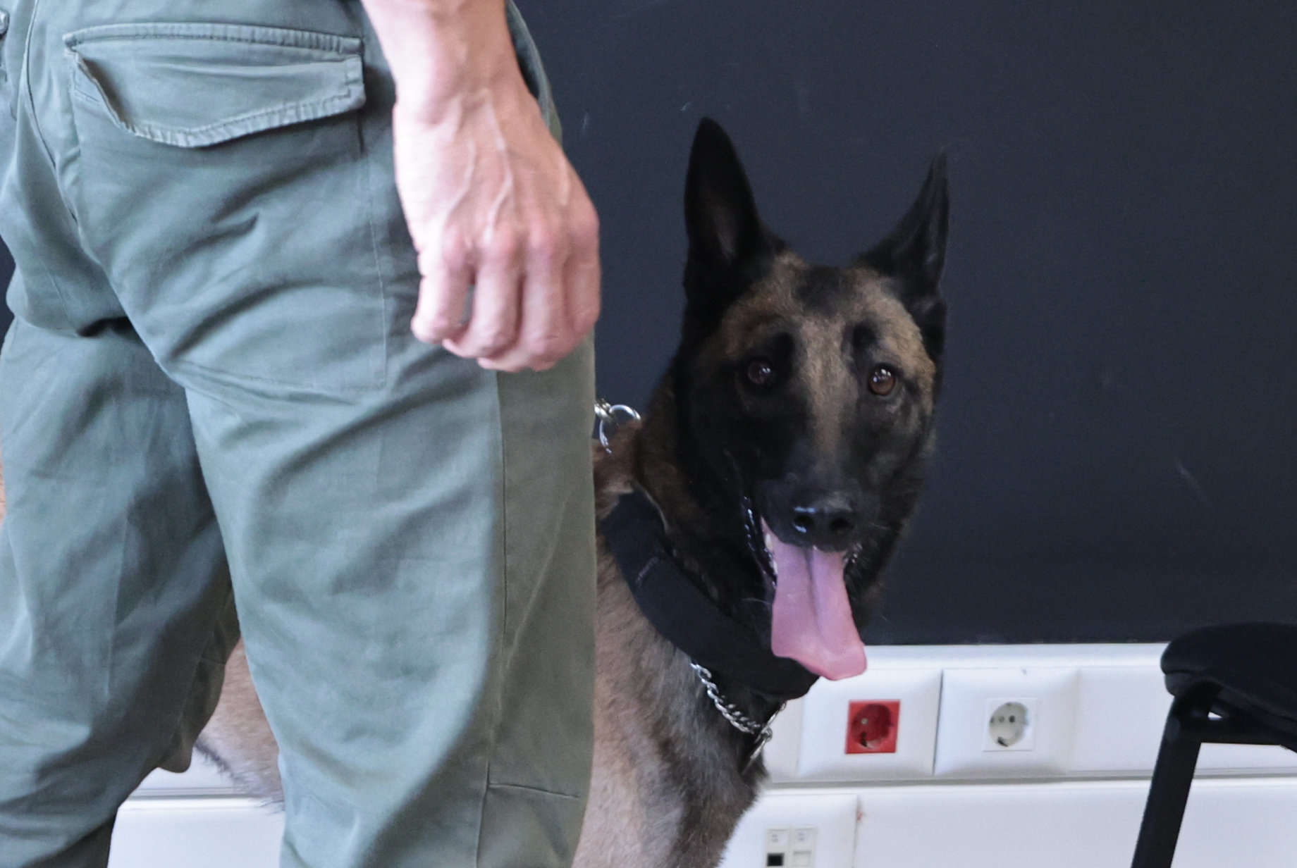 Ηγουμενίτσα: Ο αστυνομικός σκύλος «Βλαντ» εντόπισε 59 κιλά κοκαΐνη σε φορτηγό ψυγείο
