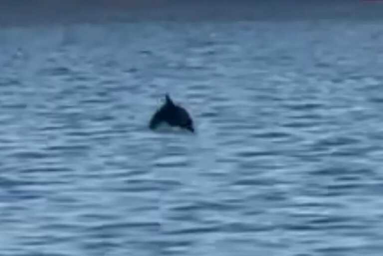 Εικόνες με τα δελφίνια στον Θερμαϊκό που μαγνήτισαν τα βλέμματα όλων στην παραλία της Θεσσαλονίκης