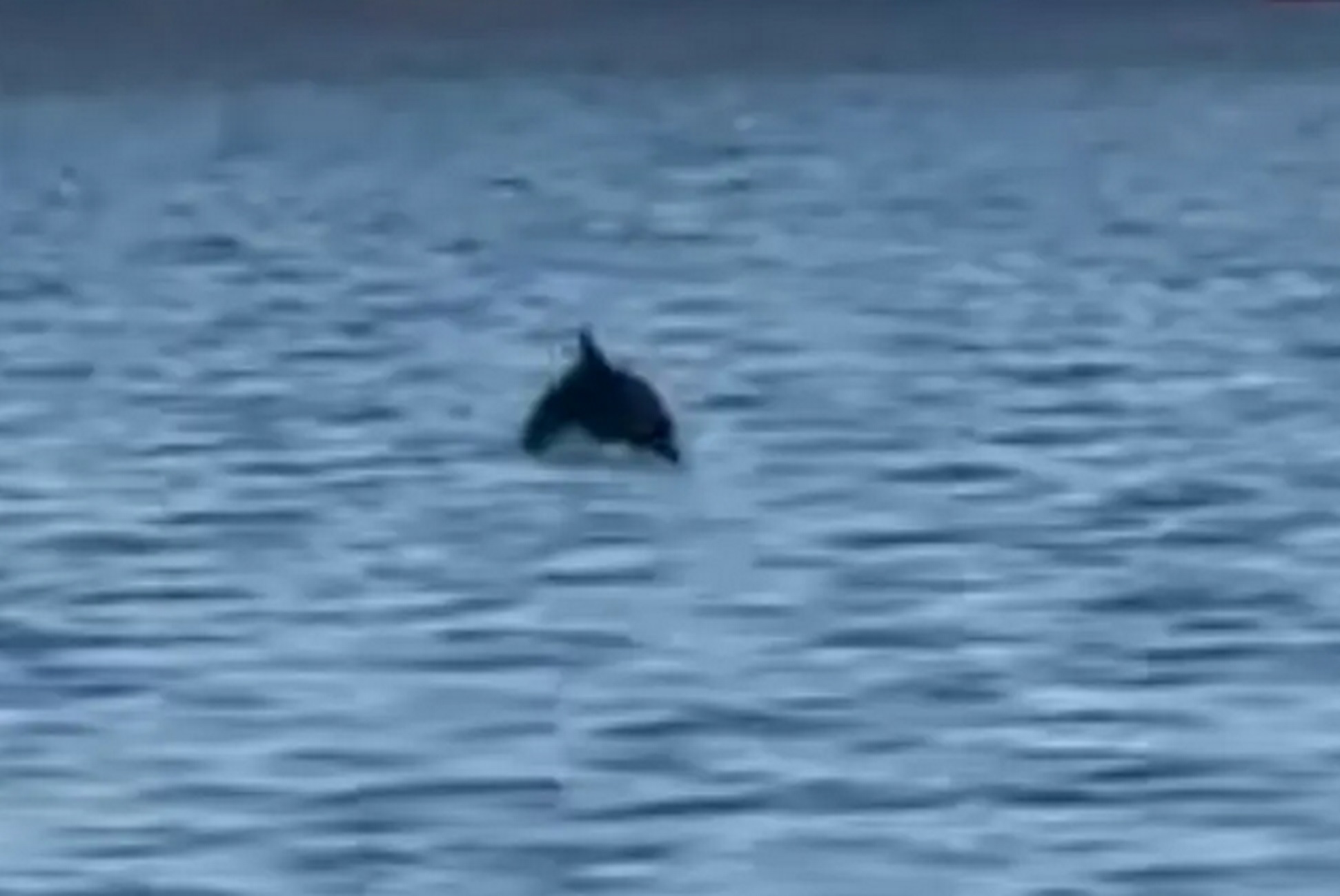 Θεσσαλονίκη: Εικόνες με τα δελφίνια στον Θερμαϊκό που μαγνήτισαν τα βλέμματα
