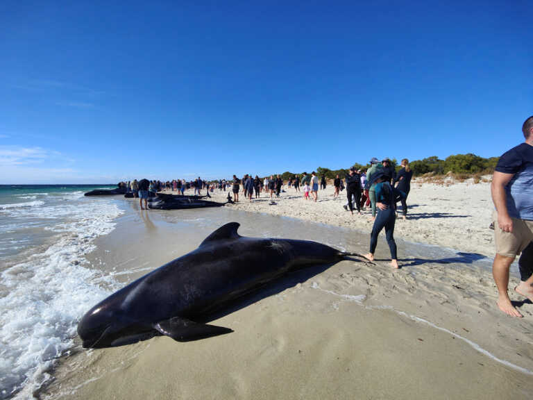 Δεκάδες μαύρα δελφίνια βρέθηκαν σε ακτή στην Αυστραλία - Μεγάλη κινητοποίηση για τη σωτηρία τους