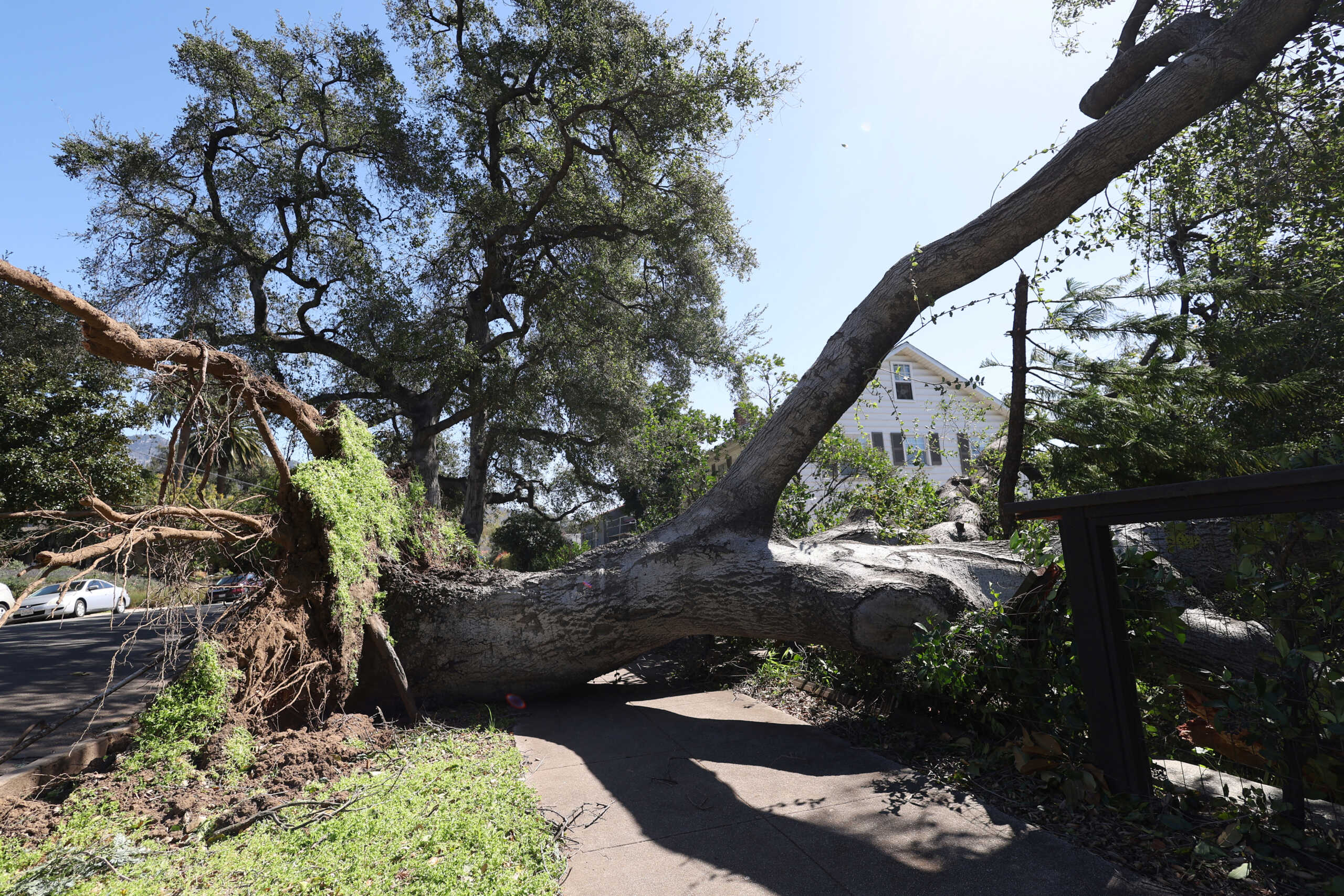 A tree uprooted by strong Santa Ana winds lies on a sidewalk in Altadena, California, U.S., March 14, 2024. REUTERS