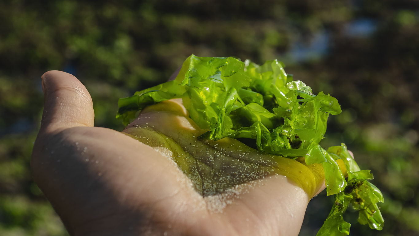 Algae lie on the hand against the background of the sea landscape