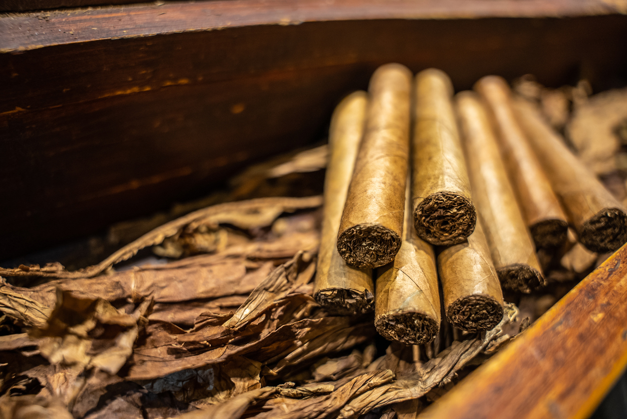 Close up of dried tobacco leaves and fresh hand rolled premium cuban cigars in the factory. The art of smoking culture. High quality 4k footage