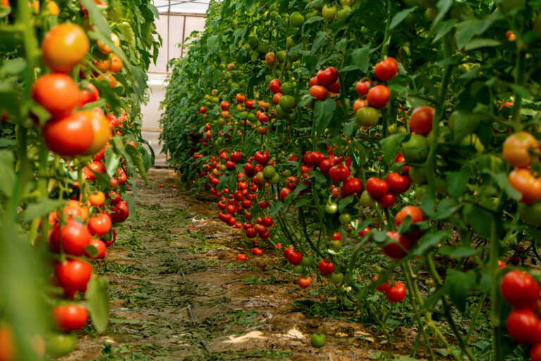 Τουρκία: Η μεγάλη κερδισμένη από την πτώση της παραγωγής ντομάτας στην Ευρώπη