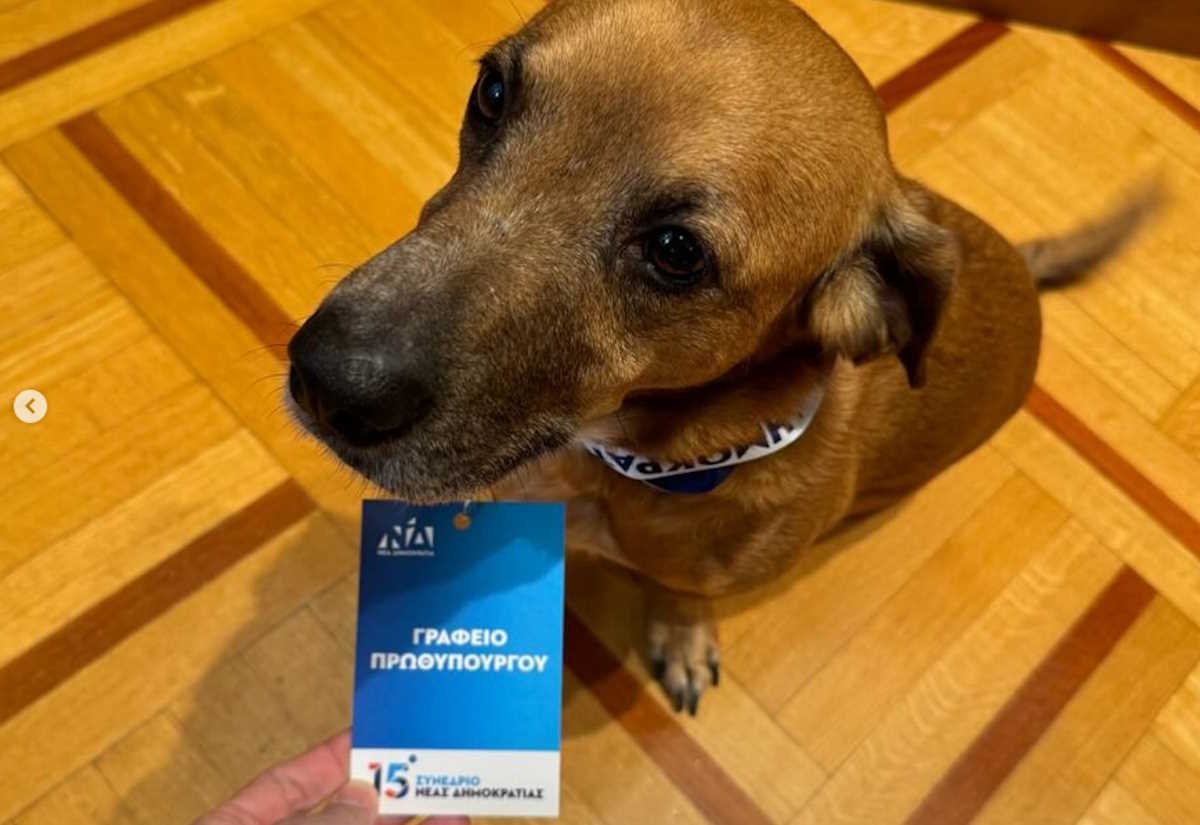 Ο Πίνατ στο Συνέδριο ΝΔ: Ο σκύλος του Μαξίμου με κάρτα διαπίστευσης – Η ανάρτηση Μητσοτάκη
