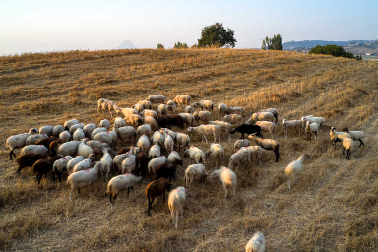 Έκλεψαν ολόκληρο κοπάδι πρόβατα στον Άγιο Νικόλαο αλλά στις ερημιές της Κρήτης ήρθαν τα πάνω - κάτω