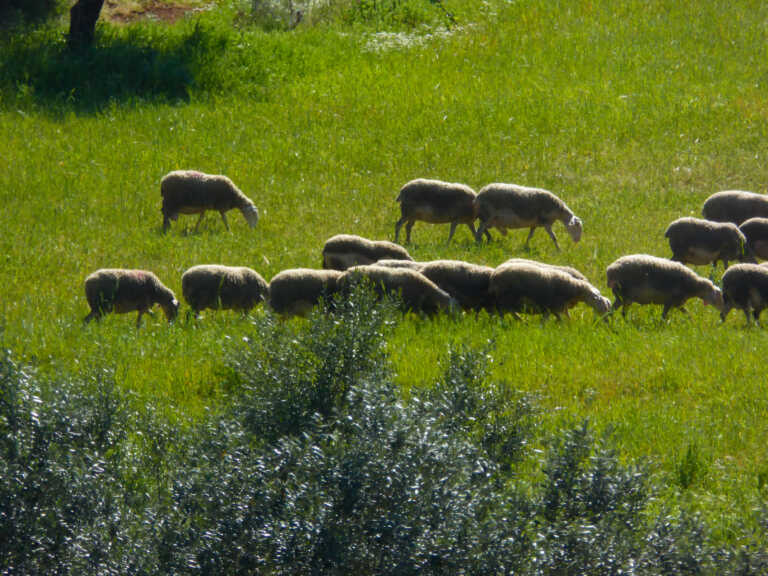 Περιλαίμια που απωθούν τους λύκους βάζουν σε πρόβατα κτηνοτρόφοι στα Άγραφα - Πώς θα λειτουργούν