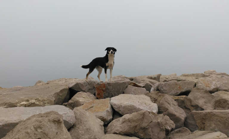 Έχασε τη σκυλίτσα του στην Ελλάδα και τη βρήκε στην... Σερβία! Η απίστευτη ιστορία της Ράικα