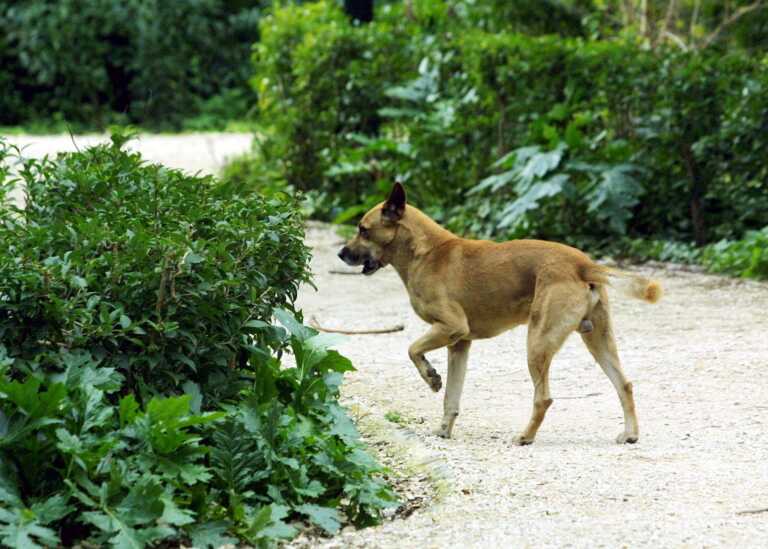 Πρόστιμο 2.000 σε ιδιοκτήτη σκύλου στην Αλεξανδρούπολη που τον είχε χωρίς νερό μέσα σε ακαθαρσίες 