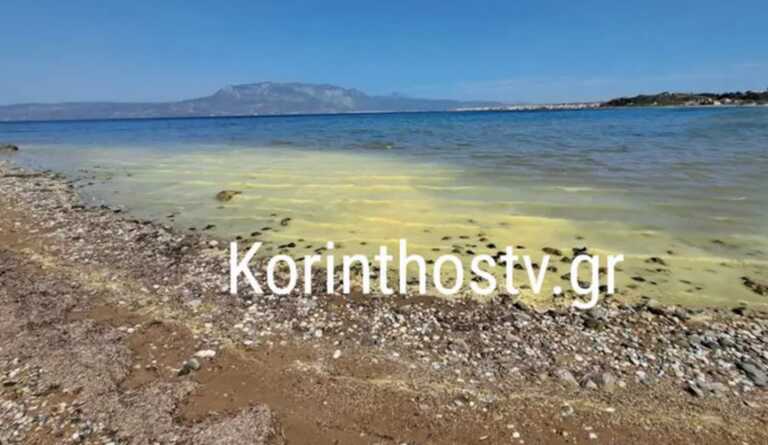 Η γύρη άλλαξε χρώμα και «κιτρίνισε» τη θάλασσα στο Λέχαιο Κορινθίας - Εικόνες από το λιμάνι της περιοχής