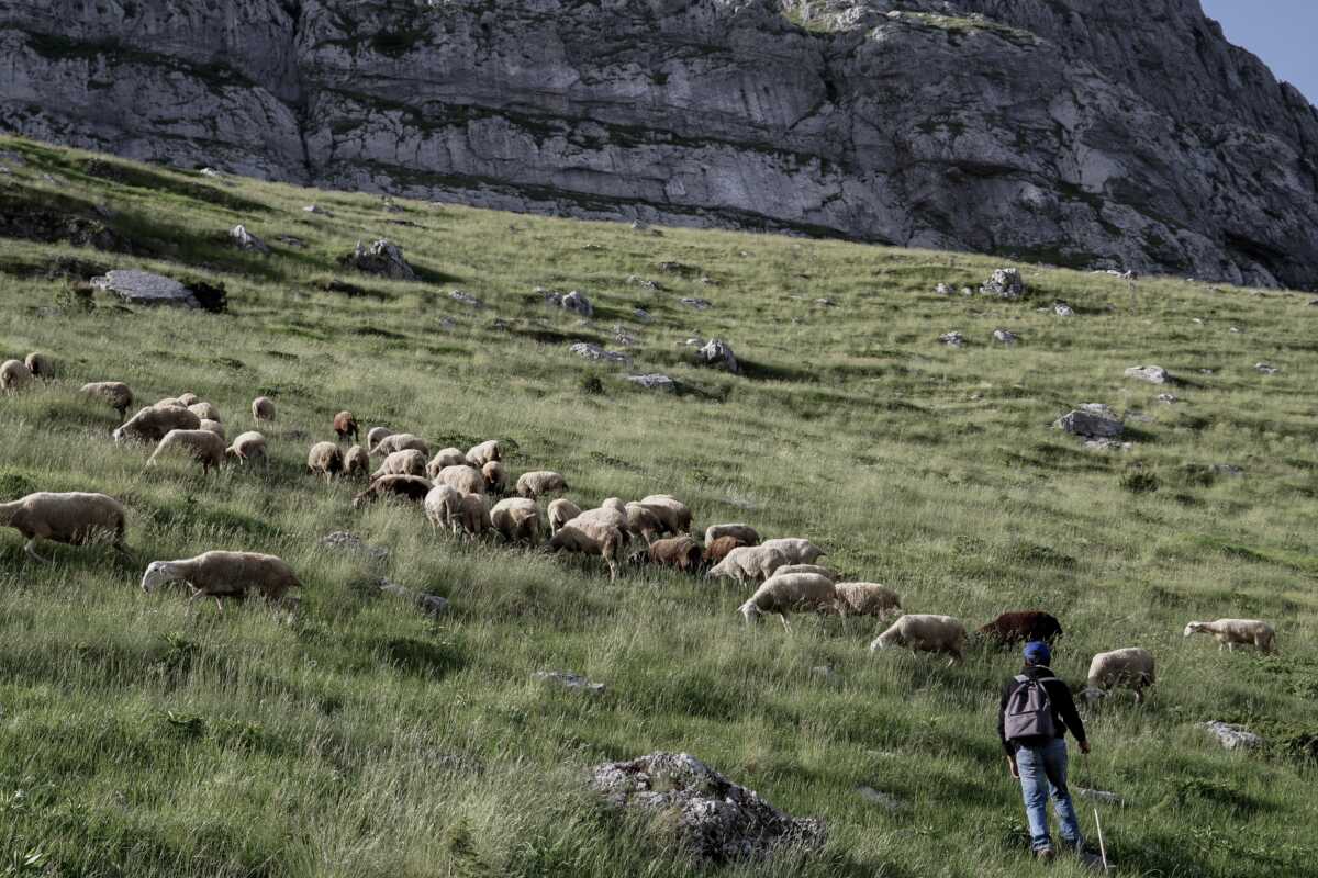 Βόσκηση: Deadline 15 ημερών για την εκπόνηση διαχειριστικών σχεδίων από τις περιφέρειες – Οι κυρώσεις