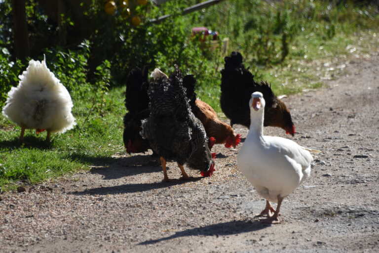 «Η γρίπη των πτηνών σπανίως μεταδίδεται στον άνθρωπο» τονίζει ο Γκίκας Μαγιορκίνης