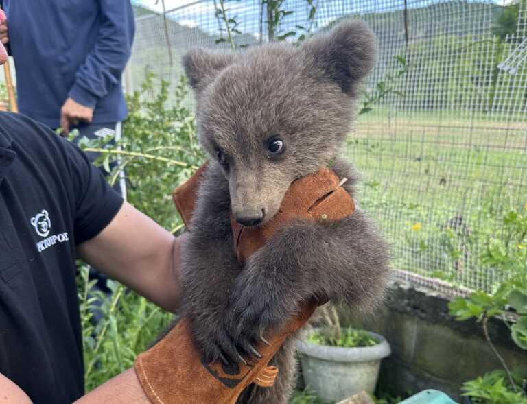 Αρκουδάκι βρέθηκε σε αυλή σπιτιού στην Κοζάνη