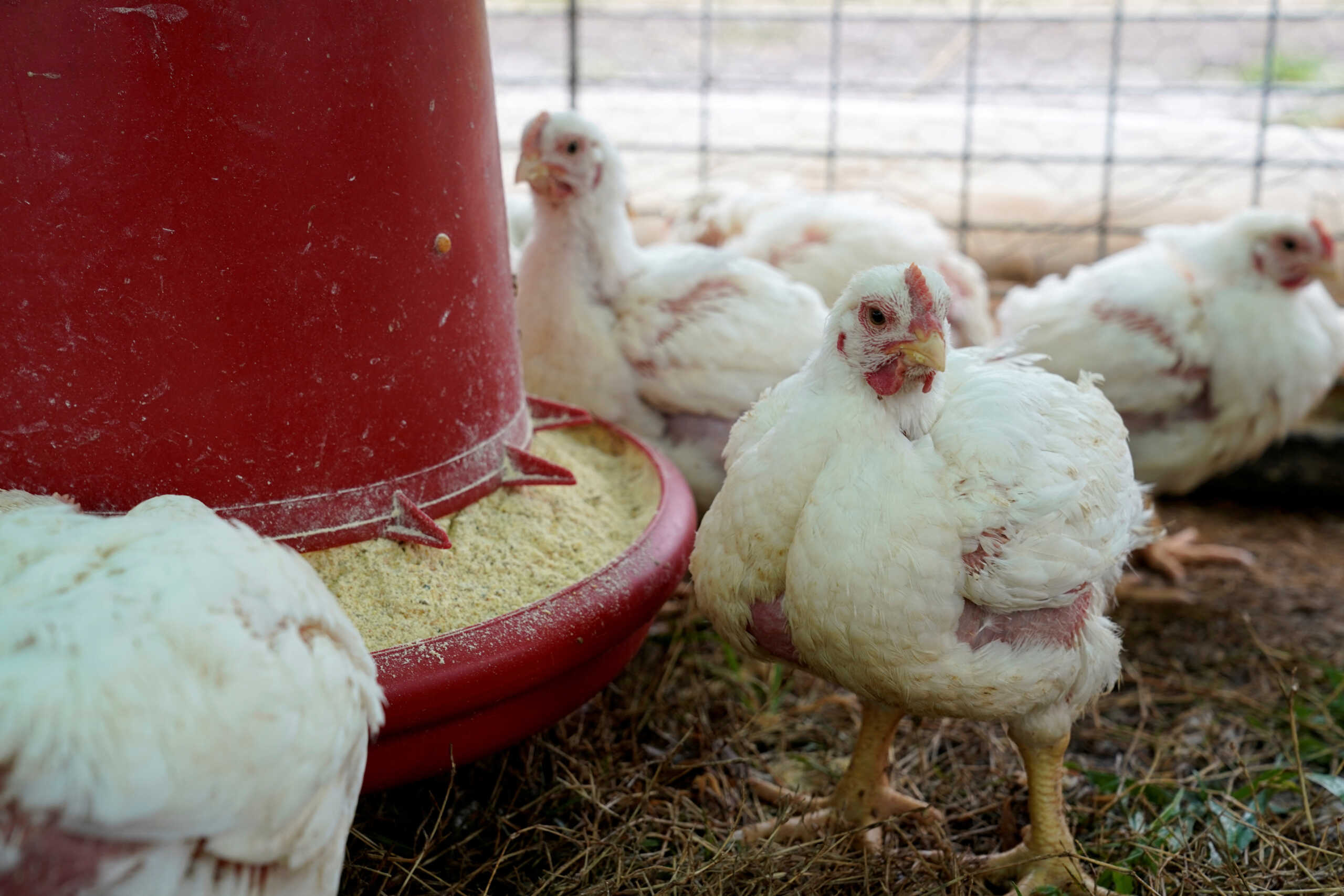 FILE PHOTO: Broiler chickens feed at Ward Family Farms in Pawnee, Oklahoma, U.S., March 22, 2020. Picture taken March 22, 2020. REUTERS