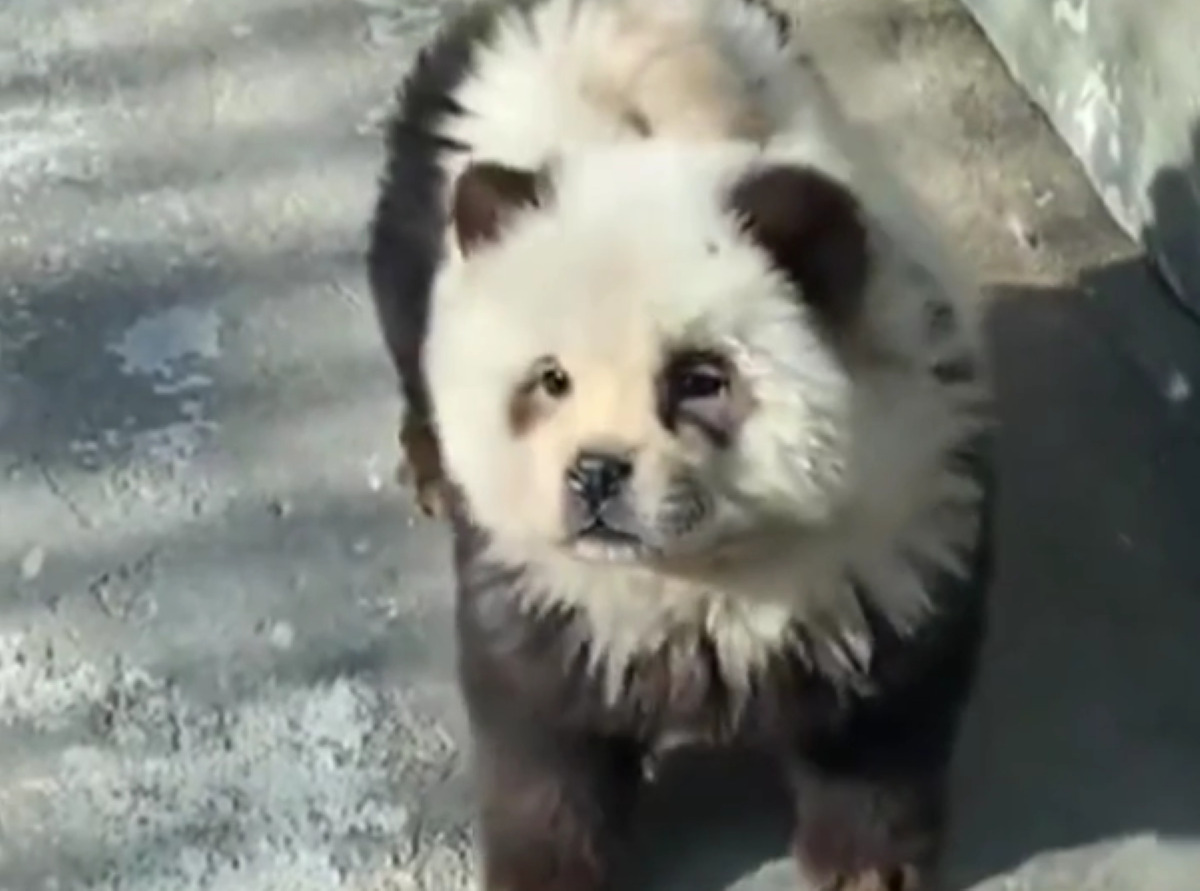 Κίνα: Ζωολογικός κήπος έβαψε σκυλιά  ασπρόμαυρα να μοιάζουν με πάντα – Η απίθανη απάντηση