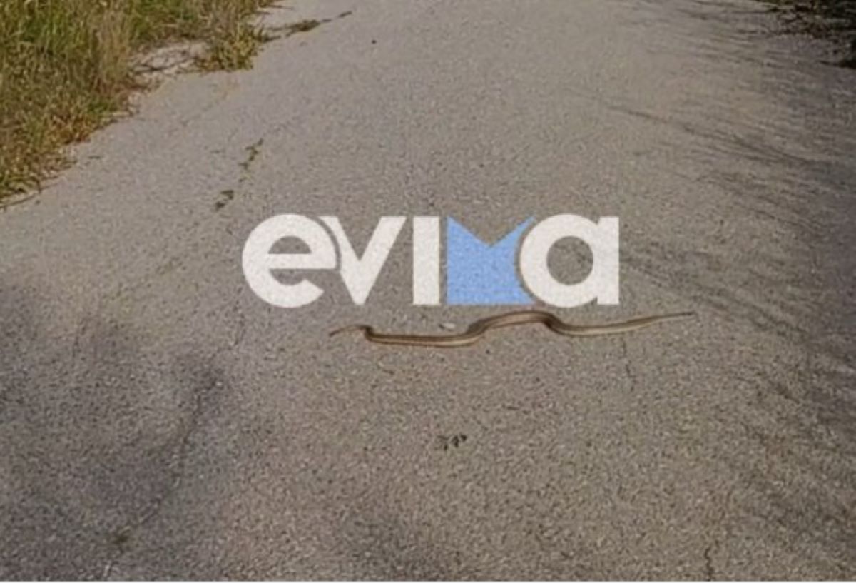 Νότια Εύβοια: «Γεμίσαμε φίδια» λένε οι κάτοικοι – Σκαρφαλώνουν ακόμα και πάνω στα αυτοκίνητα