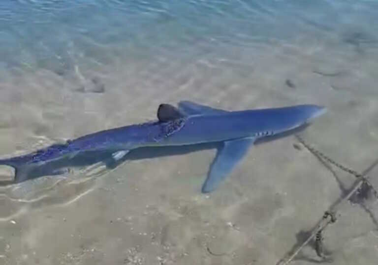 Τι ξέρουμε για τον γαλάζιο καρχαρία που «έκοβε βόλτες» στη Γλυφάδα – Έχασε τον προσανατολισμό του και βγήκε για τροφή