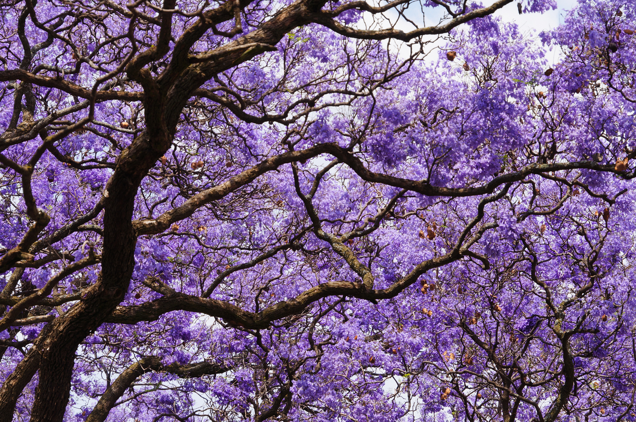 Beautiful violet vibrant jacaranda in bloom. Spring in South Africa. Pretoria.