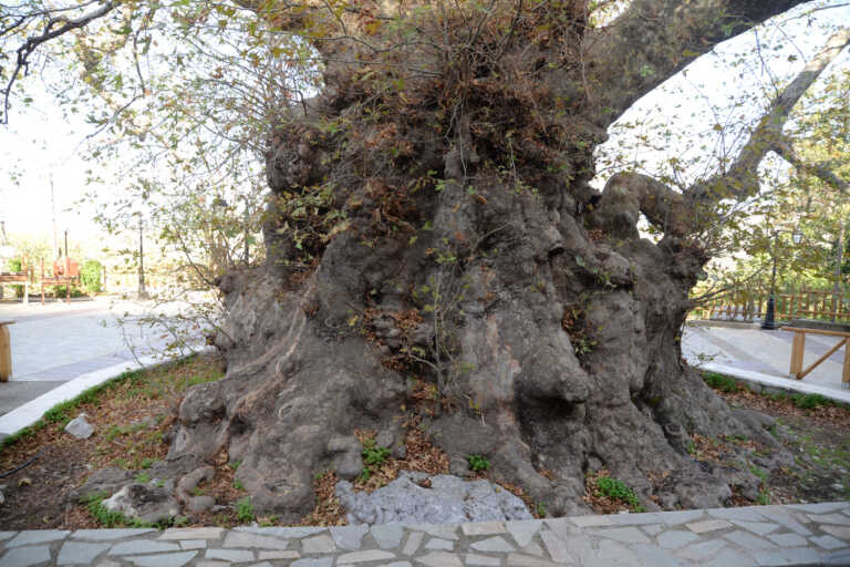 Ένα από τα γηραιότερα δέντρα του κόσμου βρίσκεται σε χωριό της Ελλάδας