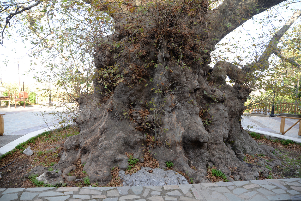 Plane tree in Krasi, Crete