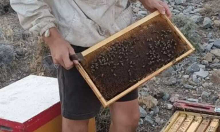 Κρήτη: «Για να τα καταφέρω διέθετα το χαρτζιλίκι μου» λέει ο 17χρονος μελισσοκόμος που του έκλεψαν τις κυψέλες
