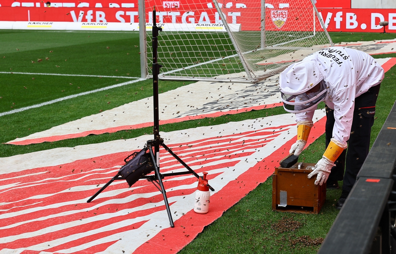Soccer Football - Bundesliga - VfB Stuttgart v Bayern Munich - MHPArena, Stuttgart, Germany - May 4, 2024 Member of the Stuttgart fire brigade removes a swarm of bees from behind the goal before the match REUTERS