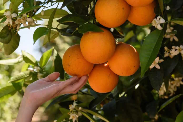 «Έκρηξη» 50% στις εισαγωγές φρούτων και λαχανικών στην Ελλάδα με βασικό «πυροδότη» τα πορτοκάλια από την Αίγυπτο