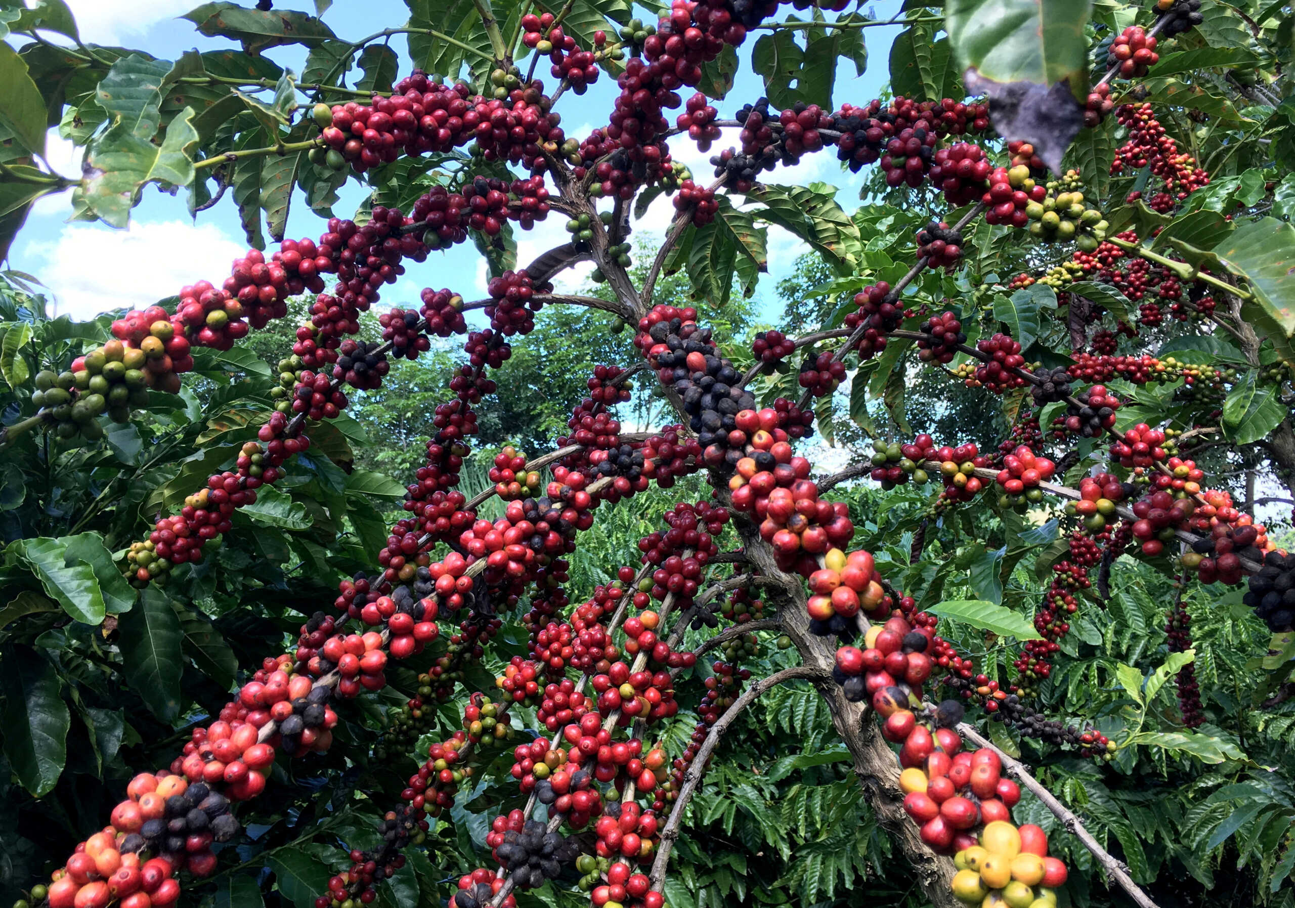 FILE PHOTO: Robusta coffee fruits are seen in Sao Gabriel da Palha, Espirito Santo state, Brazil May 2, 2018. Picture taken May 2, 2018. REUTERS