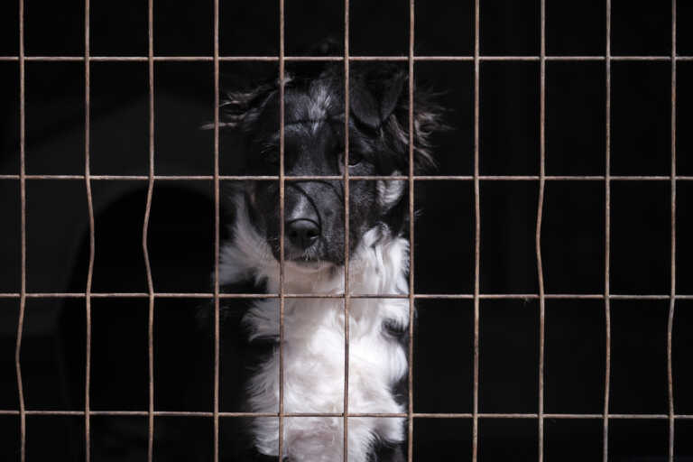 Σύλληψη 60χρονης που κρατούσε 8 σκυλιά υπό άθλιες συνθήκες στην Κέρκυρα