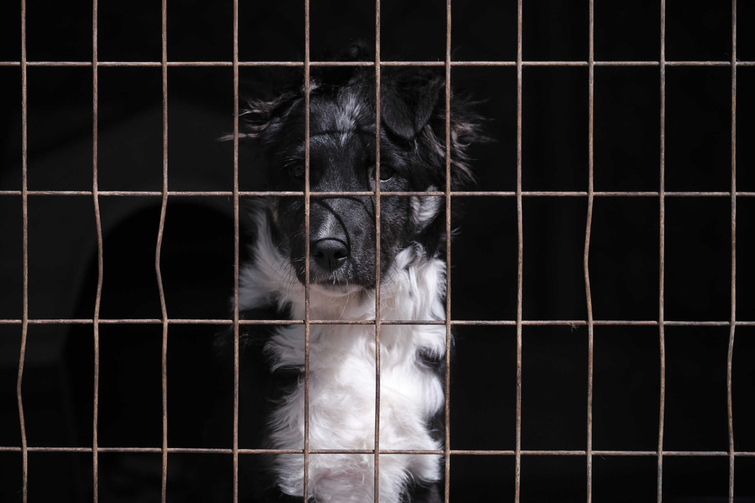 Κέρκυρα: Σύλληψη 60χρονης που κρατούσε 8 σκυλιά υπό άθλιες συνθήκες