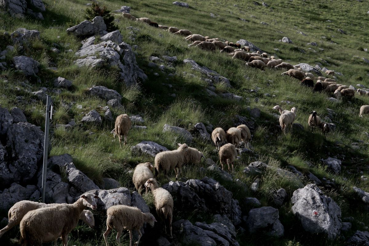 Τρίκαλα: Άγριο επεισόδιο με βοσκούς για τα βοσκοτόπια – Συλλήψεις για απόπειρα ανθρωποκτονίας και ζωοκλοπή