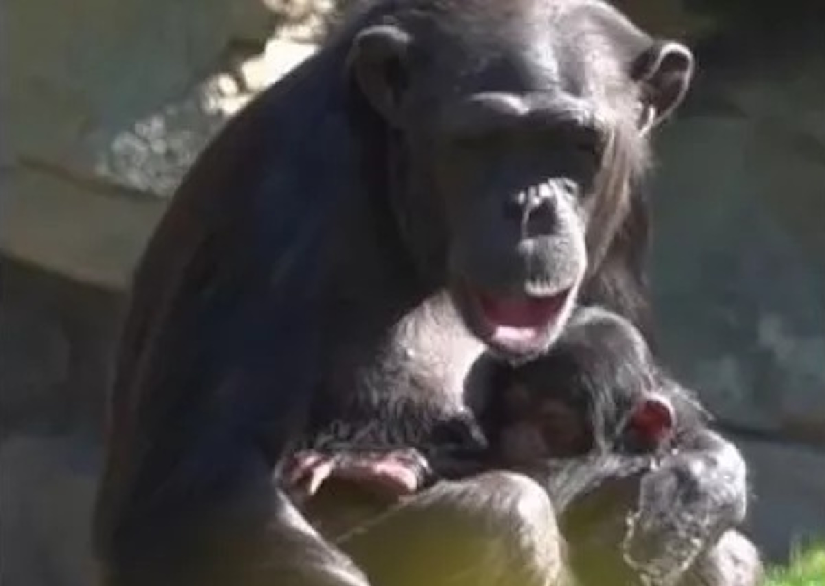 Χιμπατζίνα εδώ και τρεις μήνες δεν αποχωρίζεται από την αγκαλιά της το νεκρό βρέφος της