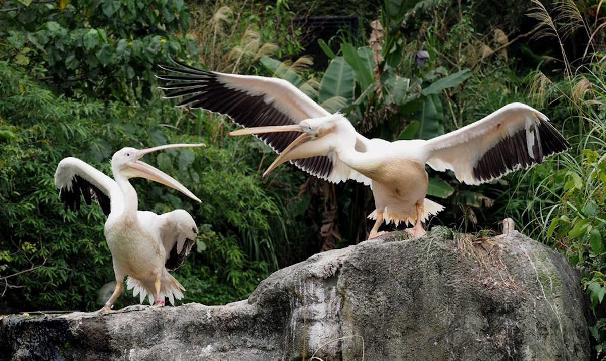 epa05806108 Two White Pelicans (Pelecanus onocrotalus) flap their wings at the Taipei Zoo in Taipei, Taiwan, 21 February 2017. As of 21 February 2017, the H5N2, H5N6 and H5N8 avian influenza, also known as 'bird flu', has spread to six cities and counties in Taiwan. Taiwan has culled 210,000 chickens and ducks on 29 farms since discovering its first case of H5N6 in Hualien County on 02 February, but there is no report of poultry-to-human infection yet.  EPA