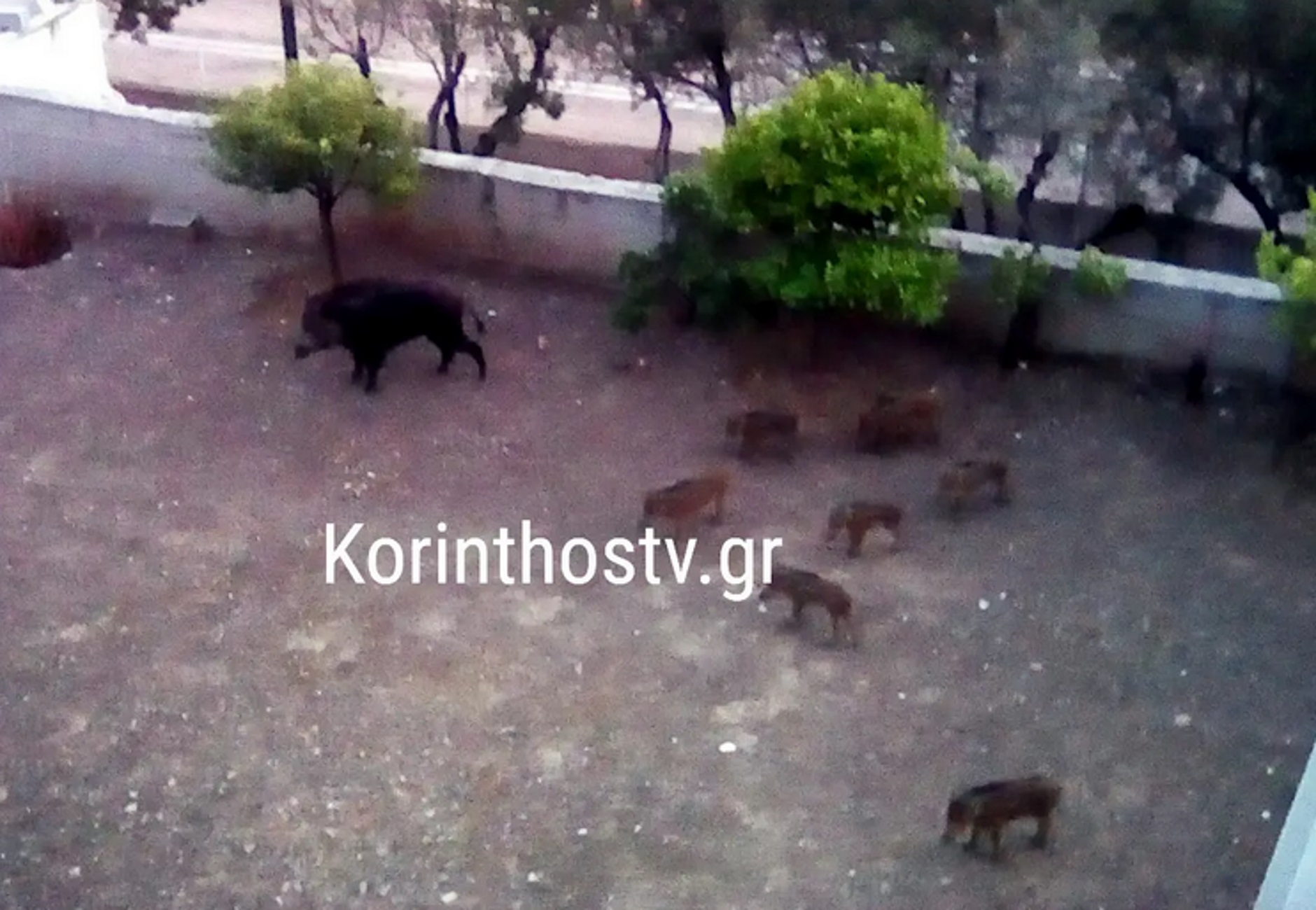 Λουτράκι: Αγριογούρουνα μπήκαν σε αυλή σπιτιού, μπροστά η μαμά και πίσω τα μικρά της