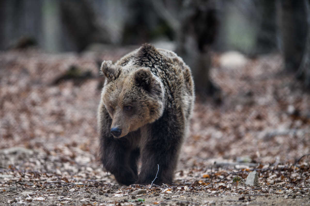ΣΤΟ ΚΑΤΑΦΥΓΙΟ ΤΟΥ ΑΡΚΤΟΥΡΟΥ ΣΤΟ ΝΥΜΦΑΙΟ ΦΙΛΟΞΕΝΟΥΝΤΑΙ  ΑΡΚΕΤΕΣ ΑΡΚΟΥΔΕΣ ΟΙ ΟΠΟΙΕΣ ΓΕΝΝΗΘΗΚΑΝ ΣΕ ΚΑΘΕΣΤΩΣ ΑΙΧΜΑΛΩΣΙΑΣ 
(ΔΗΛΑΔΗ ΣΕ ΤΣΙΡΚΟ Η ΣΕ ΖΩΟΛΟΓΙΚΟΥΣ ΚΗΠΟΥΣ ) ΣΤΙΣ ΟΠΟΙΕΣ Η ΟΡΓΑΝΩΣΗ ΠΡΟΣΦΕΡΕΙΠΡΟΣΤΑΣΙΑ ΚΑΙ ΦΥΣΙΚΑ ΤΡΟΦΗ.
ΕΥΧΑΡΙΣΤΟΥΜΕ ΤΟΝ ΑΡΚΤΟΥΡΟ ΓΙΑ ΤΗΝ ΦΙΛΟΞΕΝΙΑ ΚΑΙ ΤΗΝ ΠΕΡΙΗΓΗΣΗ ΣΤΙΣ ΕΓΚΑΤΑΣΤΑΣΕΙΣ ΤΟΥ