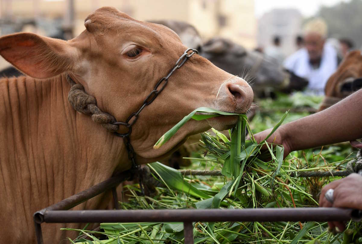 A vendor feeds cows at a livestock market, ahead of the Muslim festival of sacrifice Eid al-Adha, in Al Qalyubia Governorate, Egypt, June 10, 2024. REUTERS