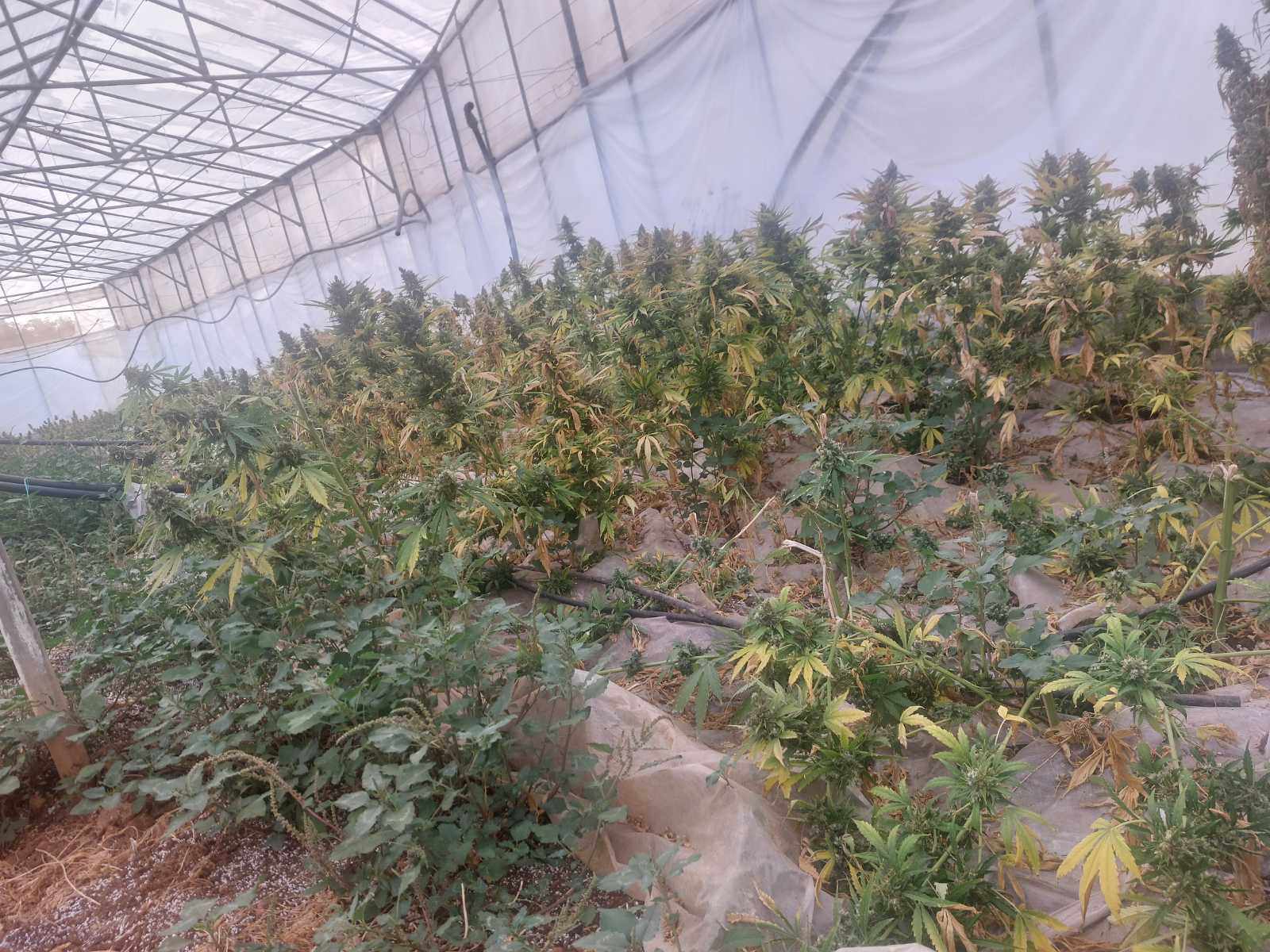 Κρήτη: Εικόνες από τη χασισοφυτεία που βρέθηκε μέσα σε θερμοκήπιο στα Χανιά