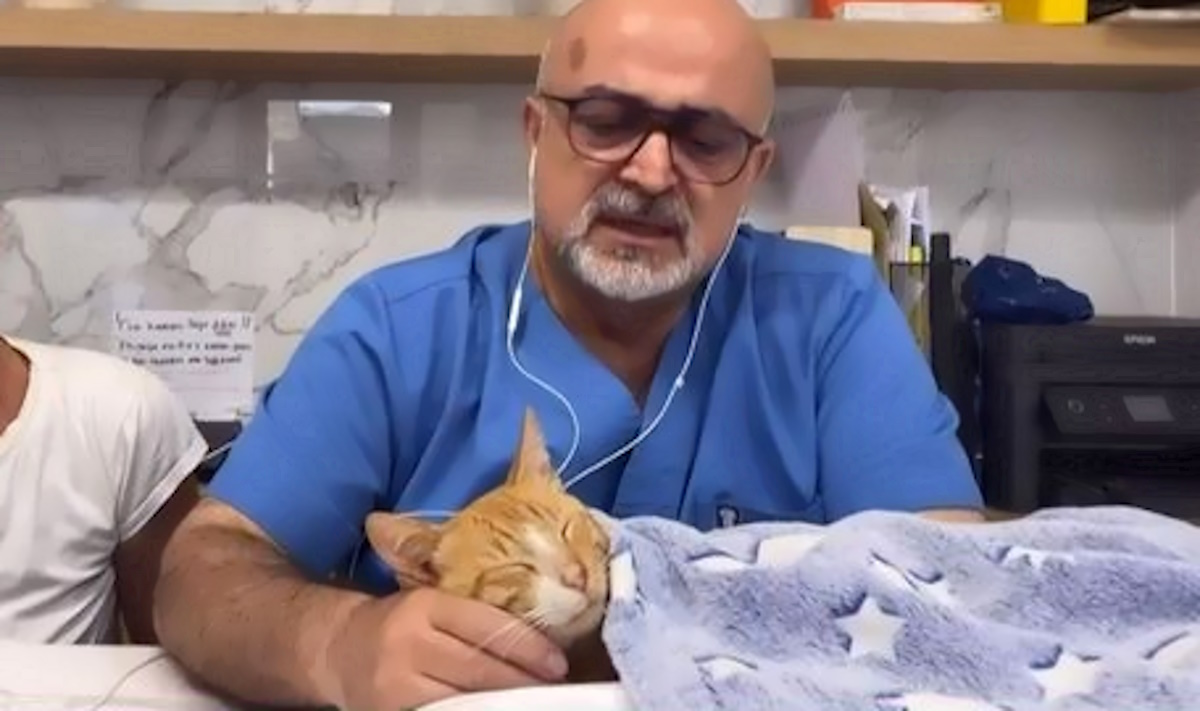 Θεσσαλονίκη: Έκοψαν τα τρία πόδια από γατάκι – «Από ανθρώπινο χέρι οι τομές»