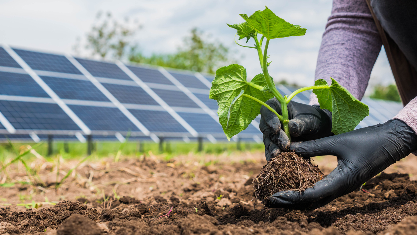 Farmer eats seedling in vegetable garden, in the background of solar power plant panels.
