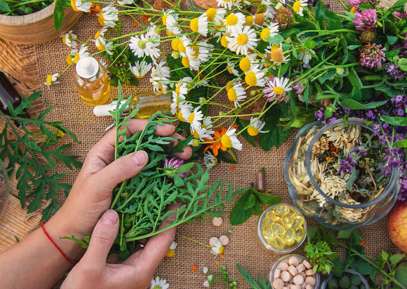 Medicinal herbs and flowers in hands. Selective focus. nature.