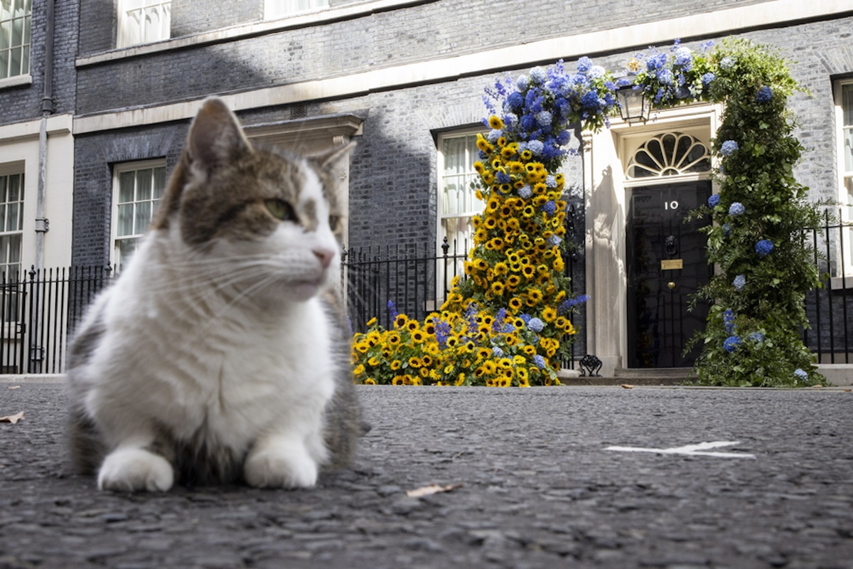epa10135985 Larry the Downing Street cat sits outside Number 10 in Downing Street with a floral display arch in the background to mark Ukrainian Independence Day and to show support for the country in London, Britain, 24 August 2022.  EPA