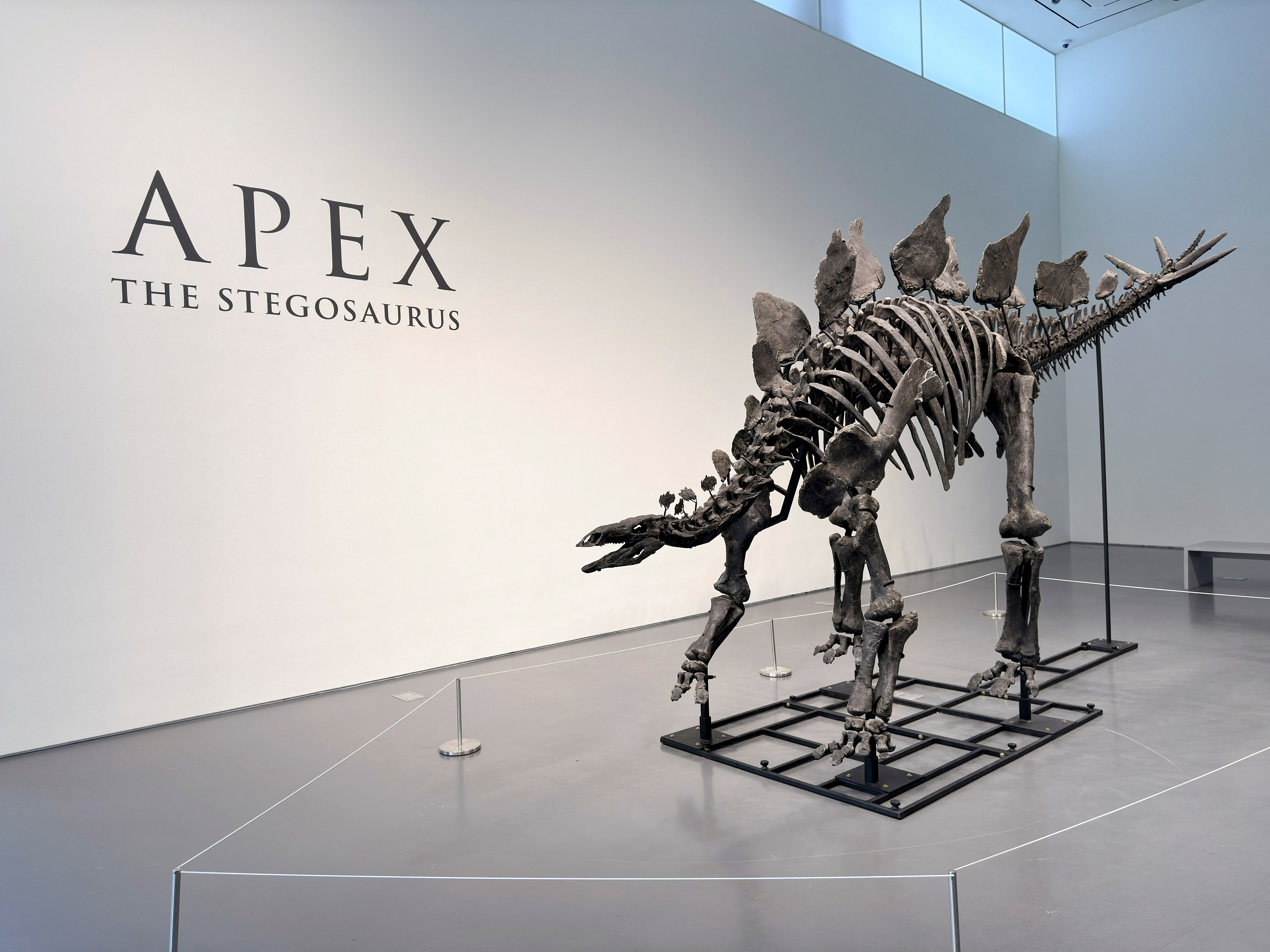 A Stegosaurus dinosaur fossil named Apex will be up for auction at Sotheby's in Manhattan, New York City, U.S., July 10, 2024. REUTERS