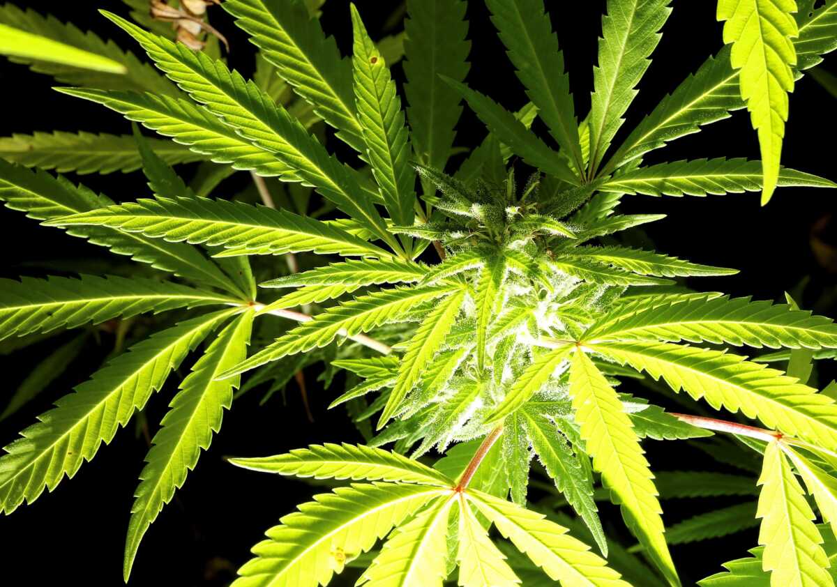Πρόσβαση στη φαρμακευτική κάνναβη και για τους τουρίστες: Νέα υπουργική απόφαση από τον Άδωνι Γεωργιάδη
